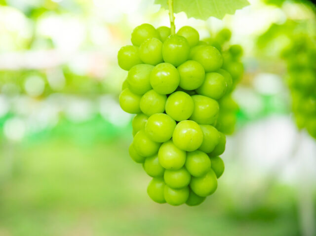 ぶどう（シャインマスカット）【販売終了2025】