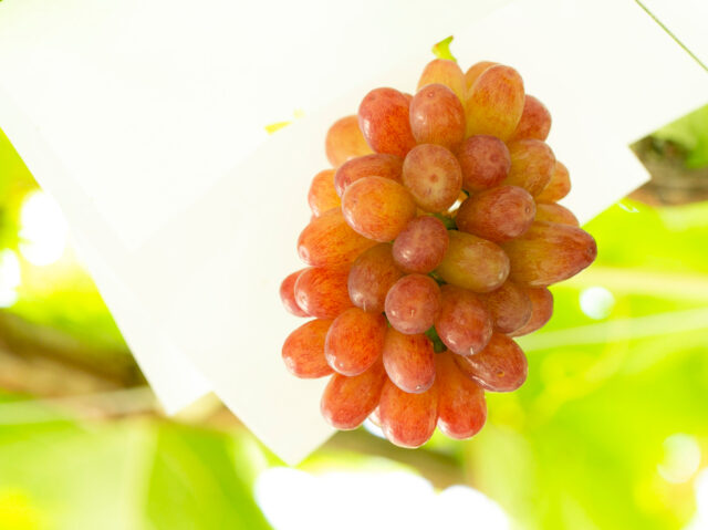 ぶどう（巨峰・クイーンセブン） ご予約受付中 – Treetop Farm KOSHU