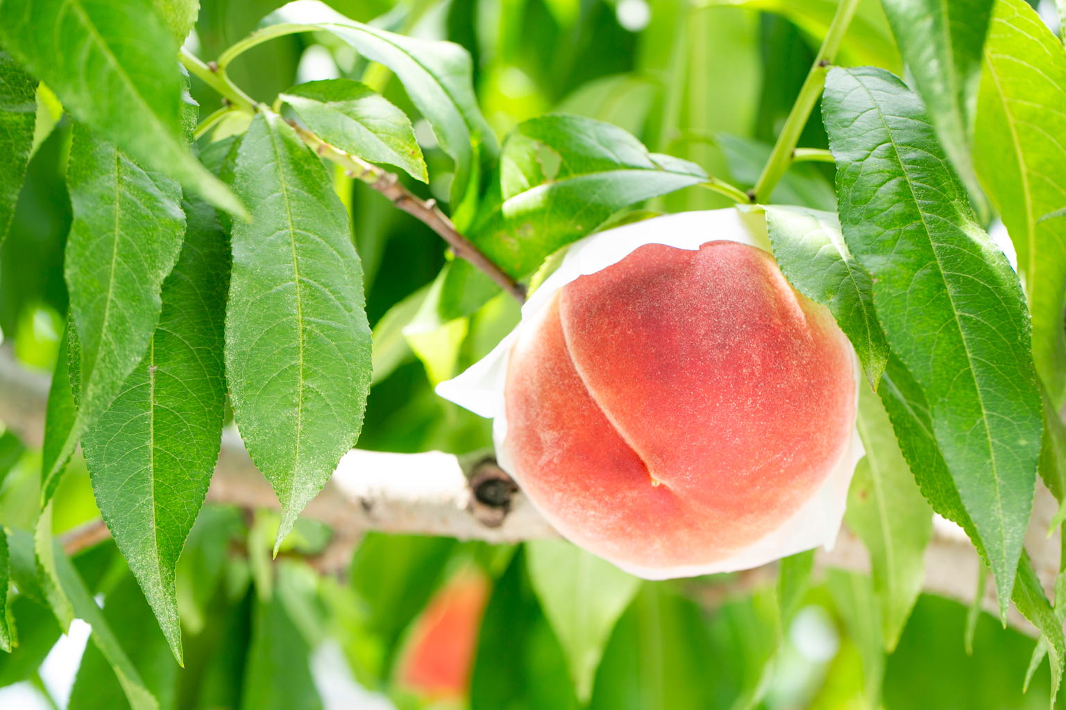 もも – Treetop Farm KOSHU